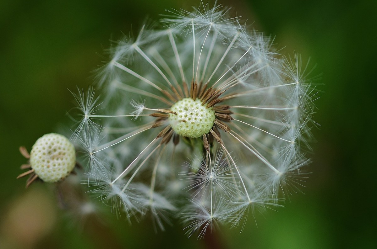 蒲公英、花、植物免费图片