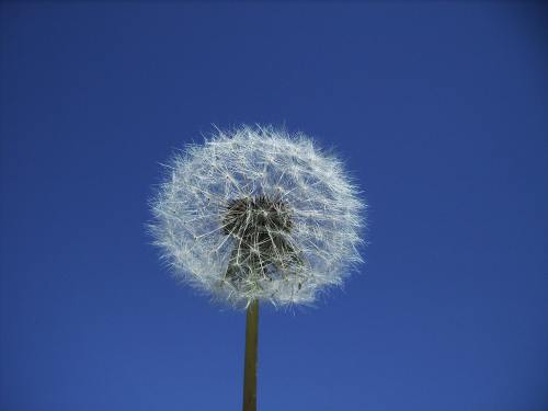 蒲公英、花、性质