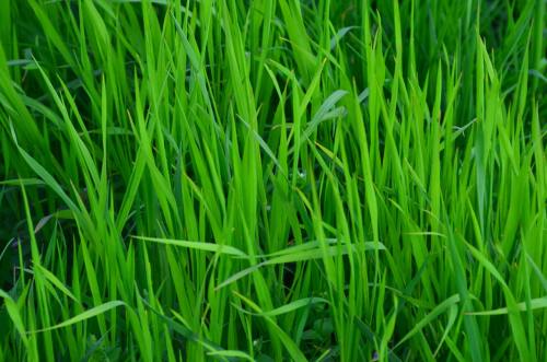 绿色的青草