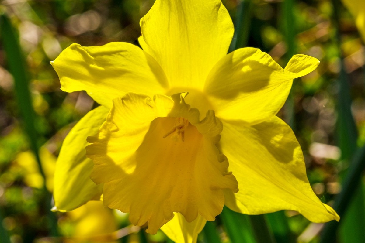 黄水仙花朵特写免费图片