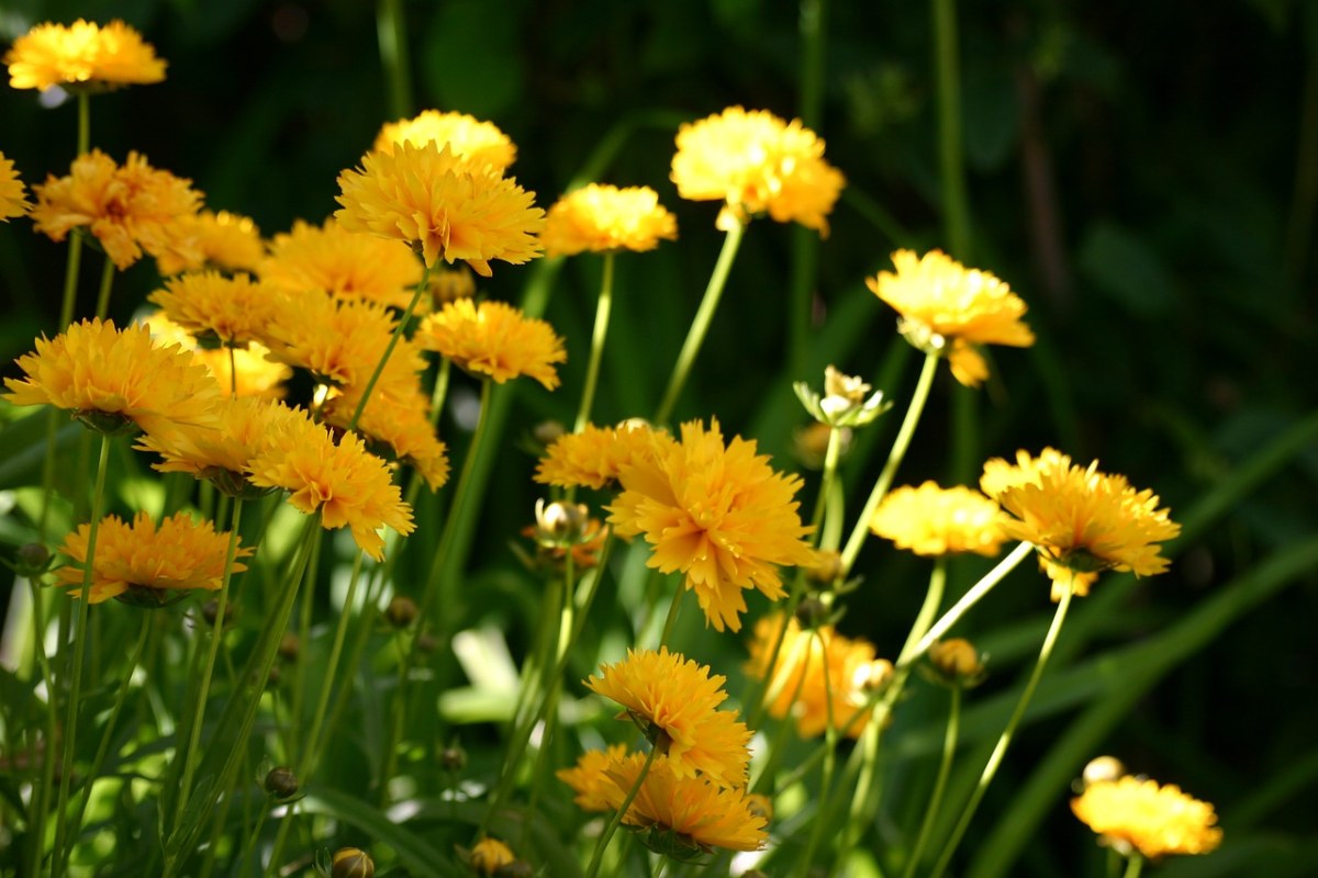 阳光下的黄色花朵图片免费图片