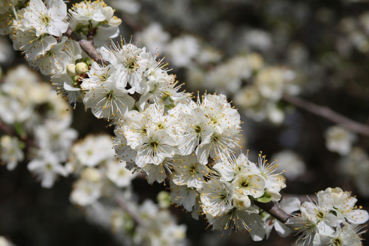 梅花几月开花(梅花几月开花?花期多长?)