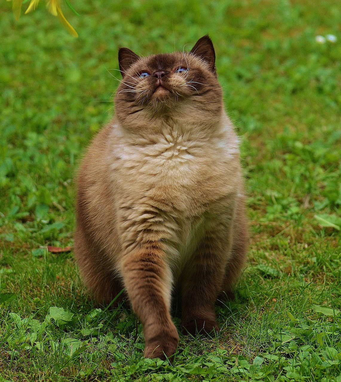 猫,英国短毛猫,播放