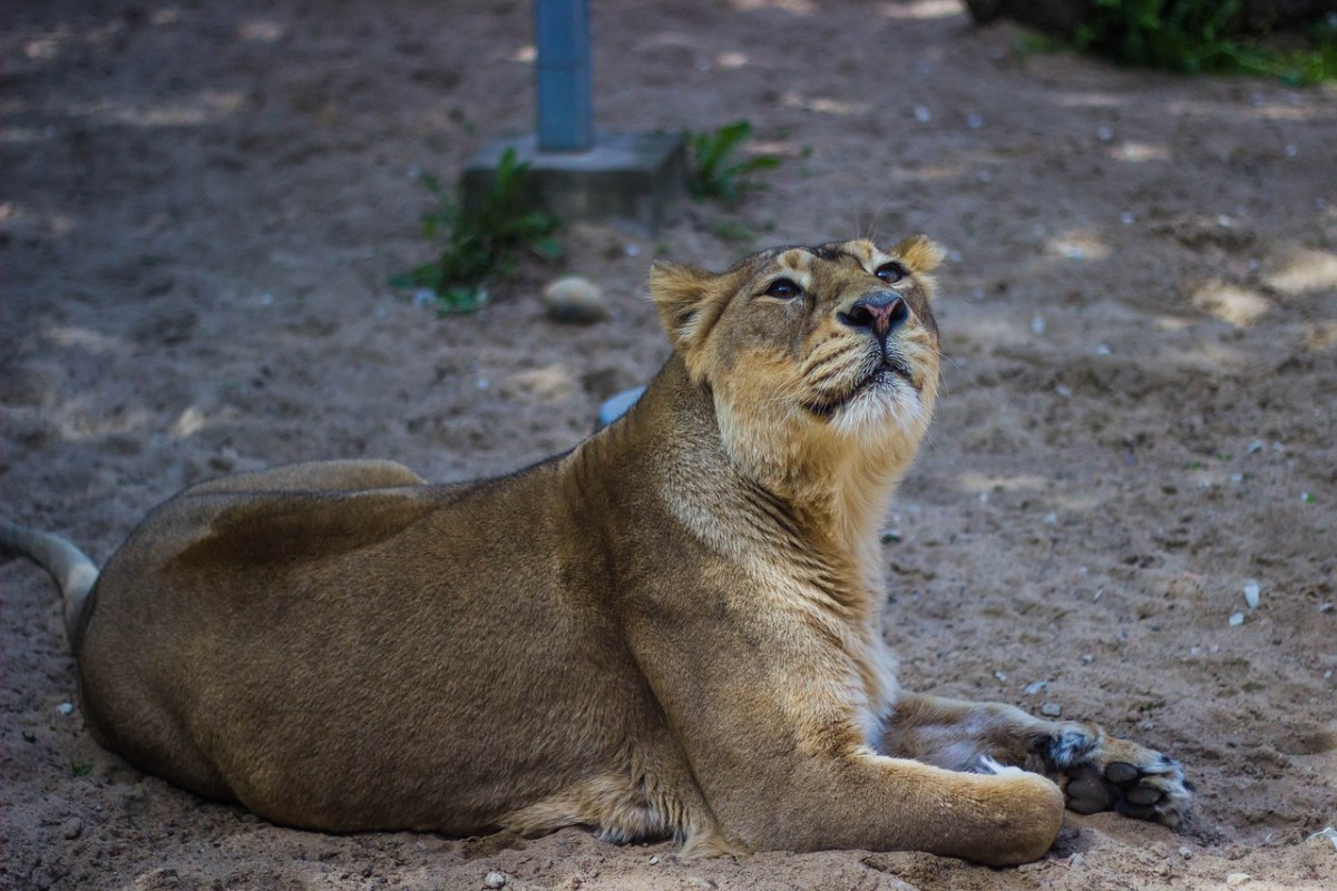 狮子、野生动物、自然免费图片
