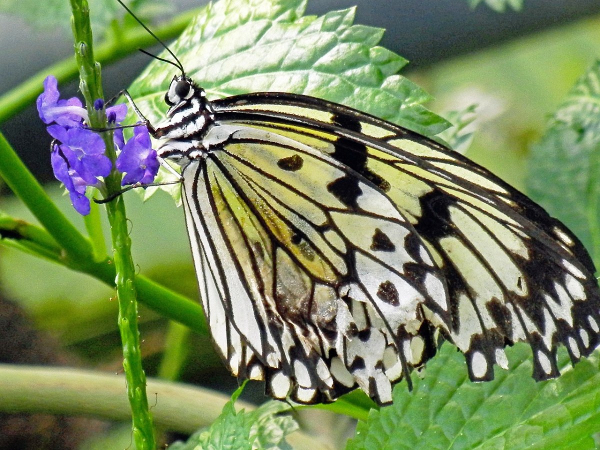 一只斑蝶免费图片