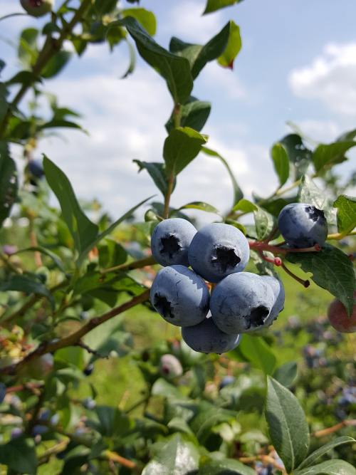 蓝莓树上的蓝莓
