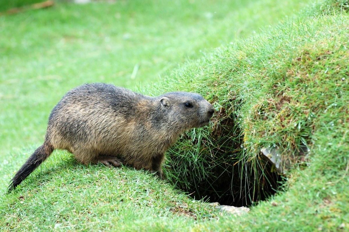 旱獭、草地、高寒旱獭免费图片