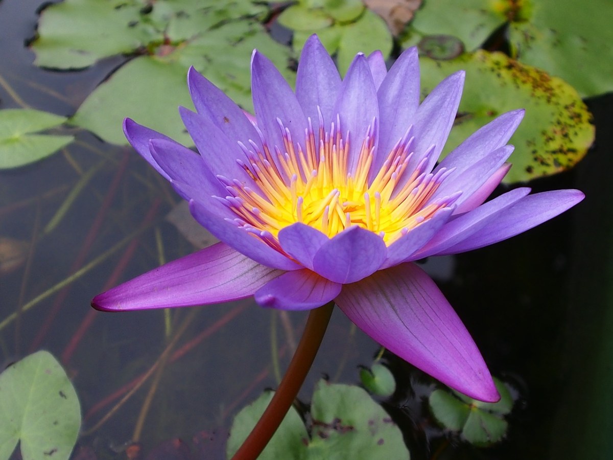 Lotus、莲花、紫色免费图片