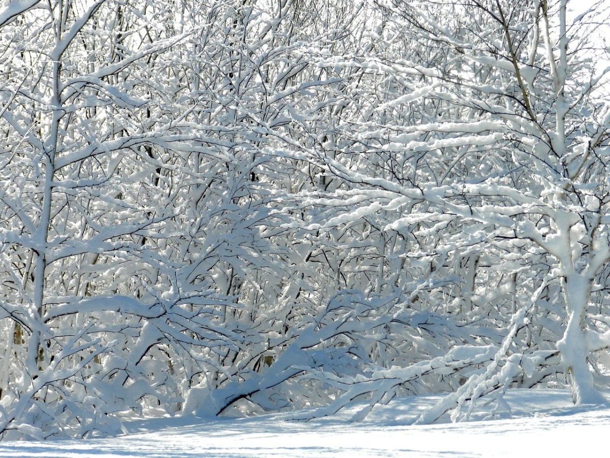 冬季、弗罗斯特、雪免费图片