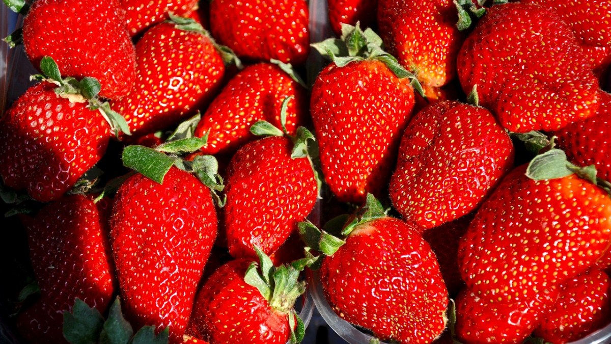 草莓、水果免费图片