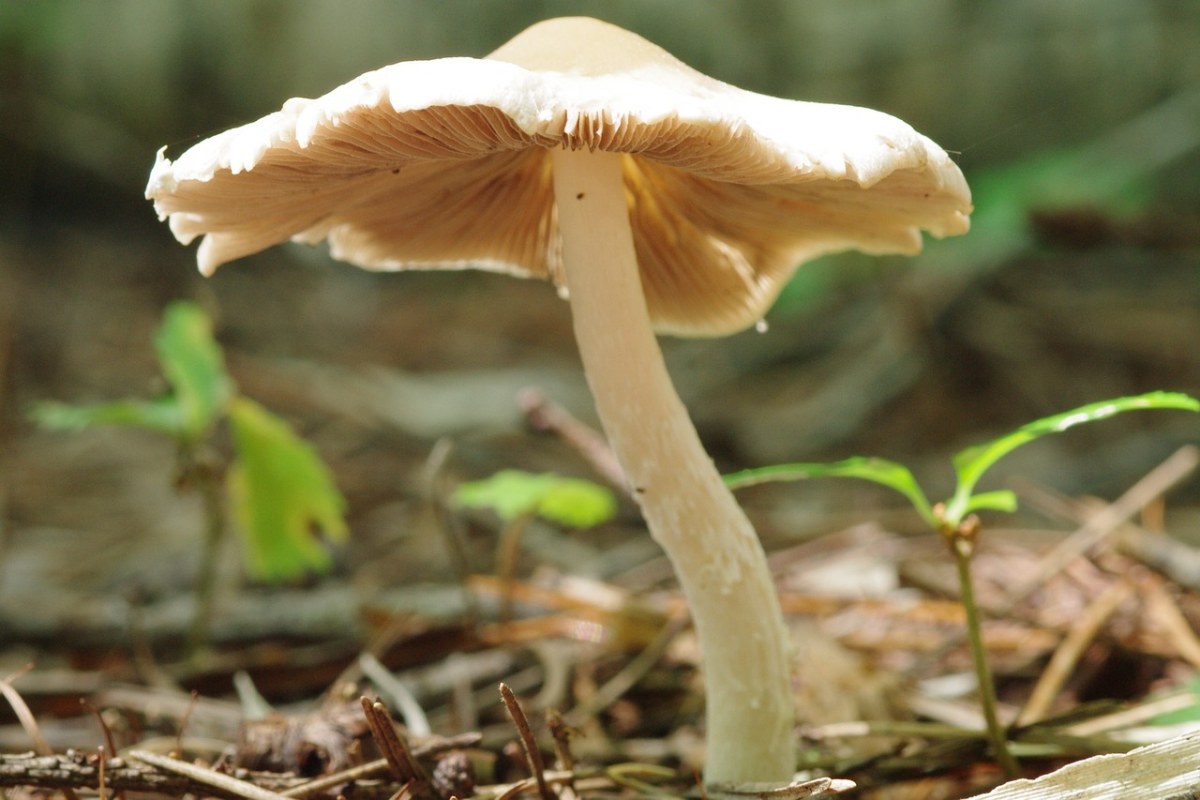 蘑菇、秋季、森林免费图片