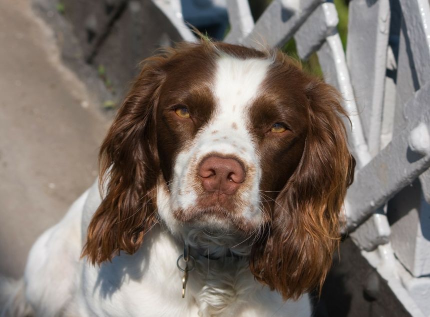 狗英语史宾格犬施普林格