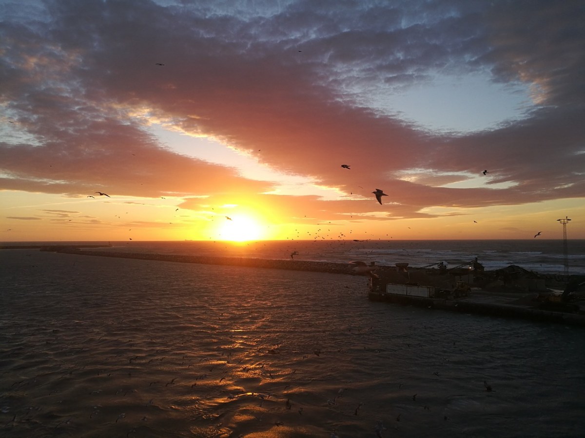 日落、海、海鸥免费图片