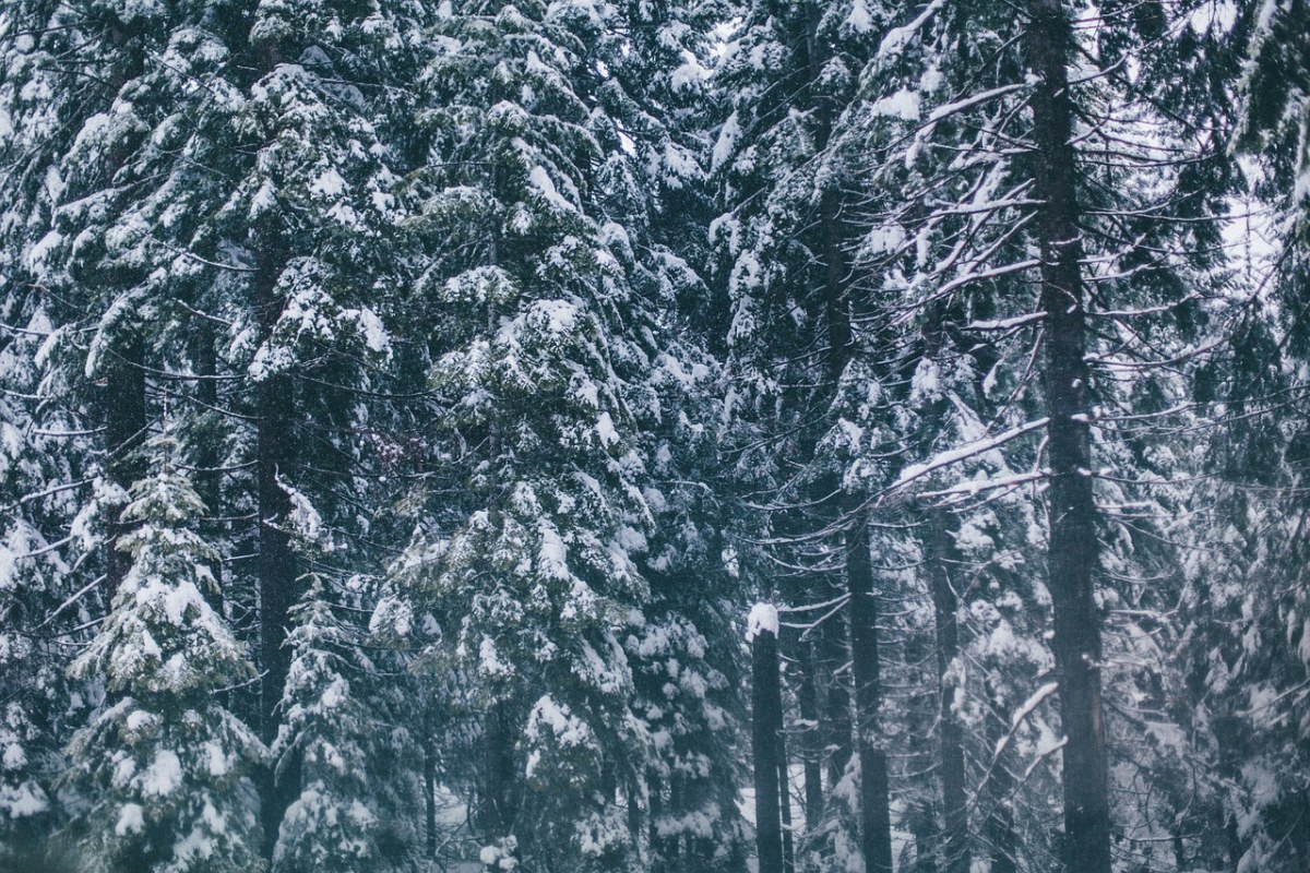 雪、冷、冬天免费图片