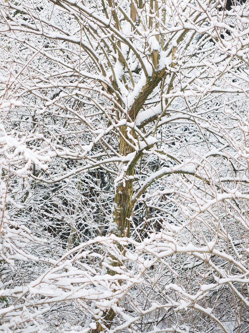 冬天、雪、树木免费图片