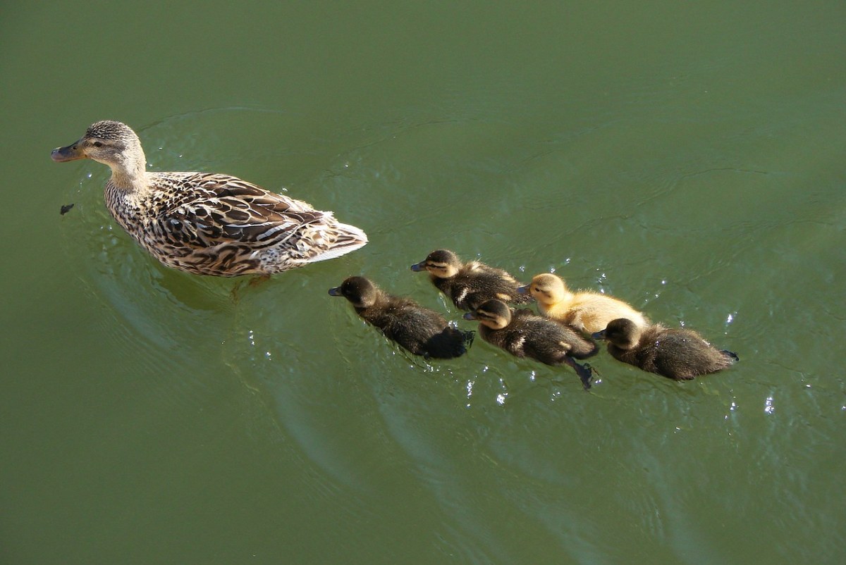 鸭子、母亲、小鸭免费图片