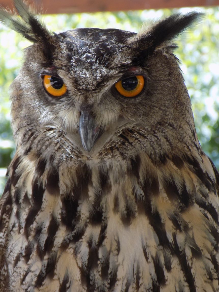 鸟野生动物鸟嘴