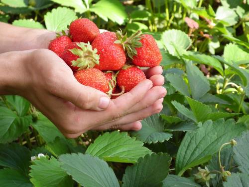 莓果、草莓、手
