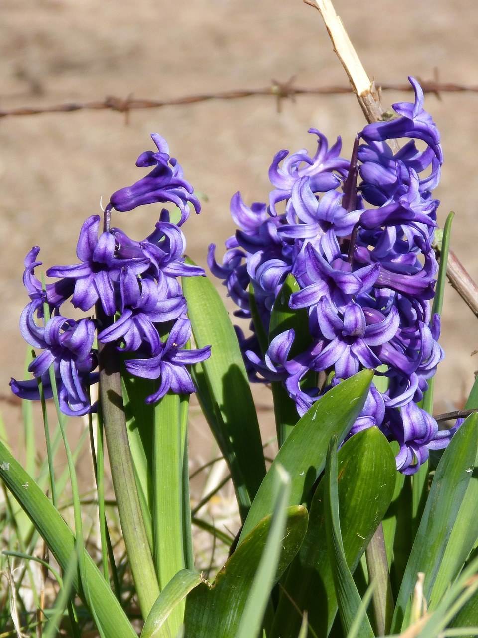 紫色的风信子植物花朵免费图片