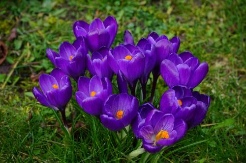 藏红花、鲜花、紫