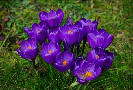 藏红花、鲜花、紫