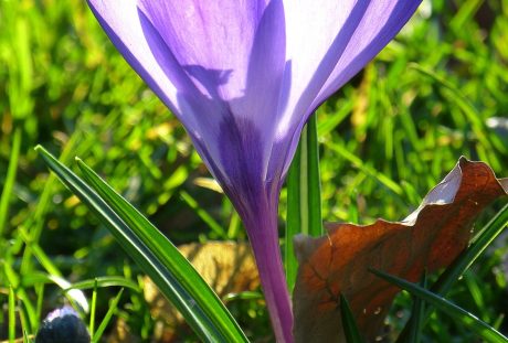 藏红花、开花、花