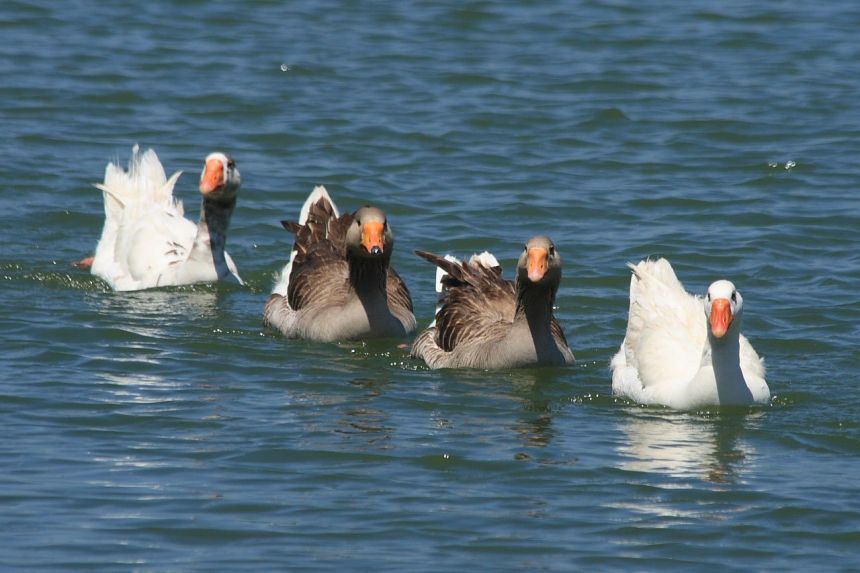 鵝鳥游泳