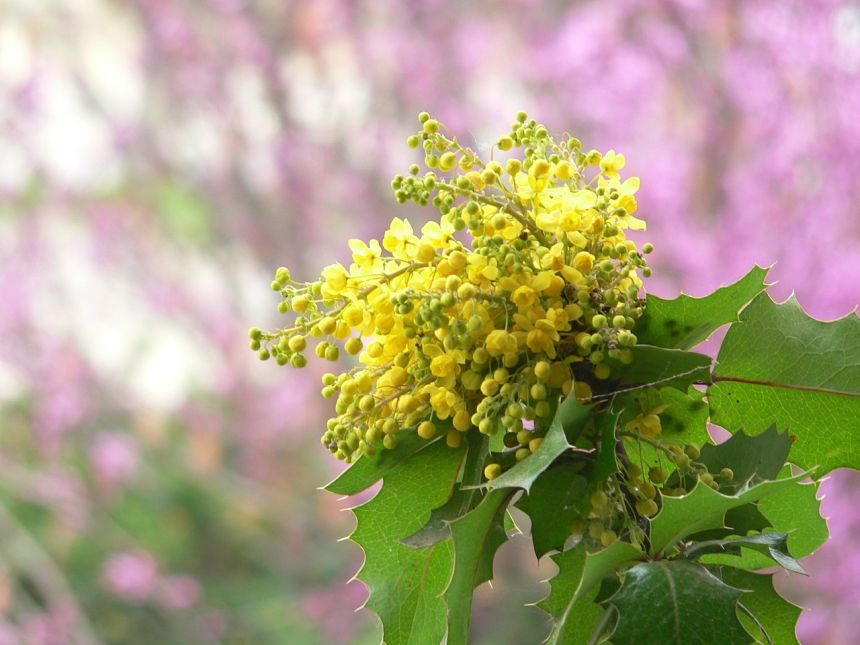 俄勒冈葡萄,花,灌木