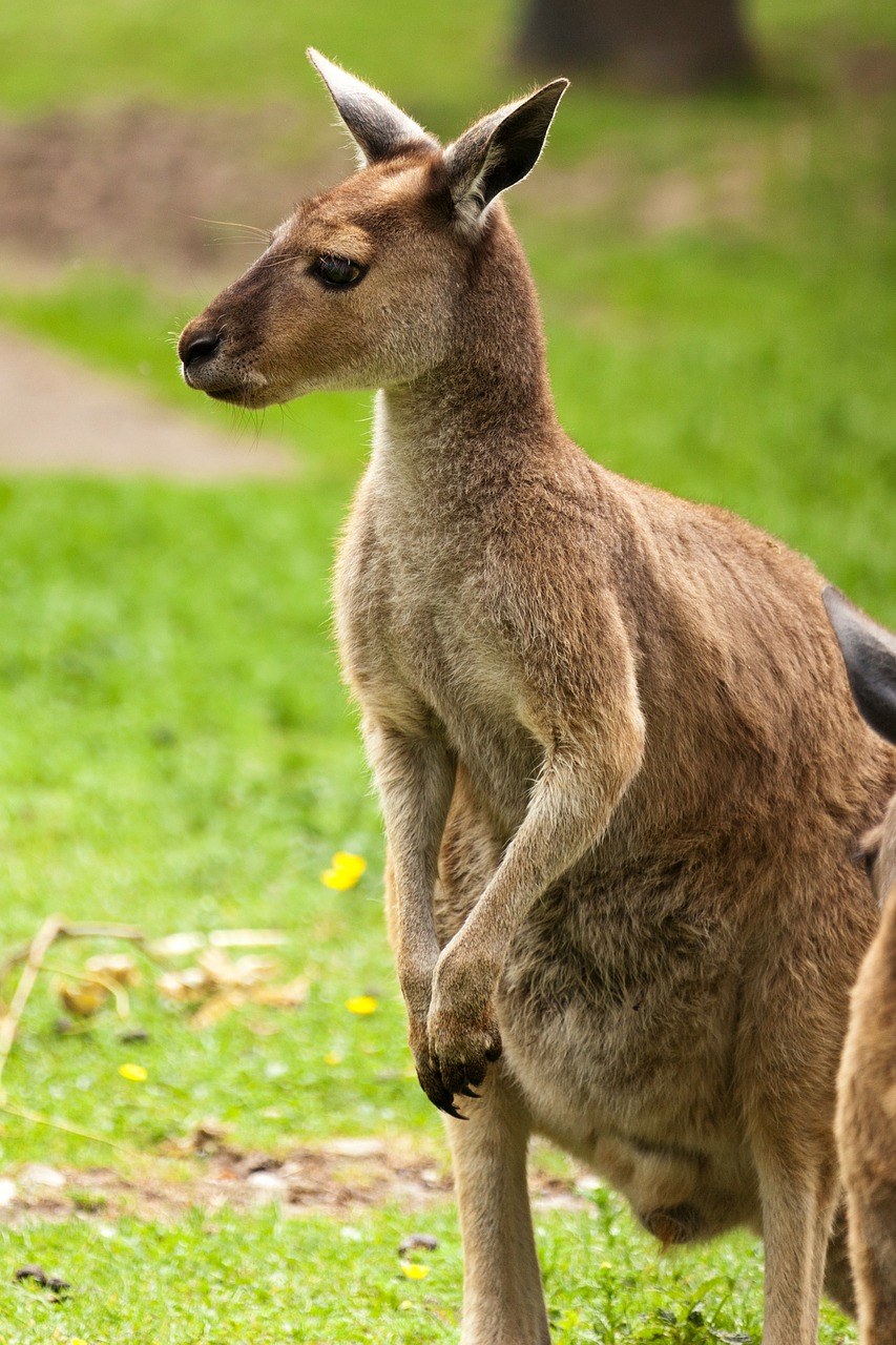 动物、澳大利亚、棕色免费图片