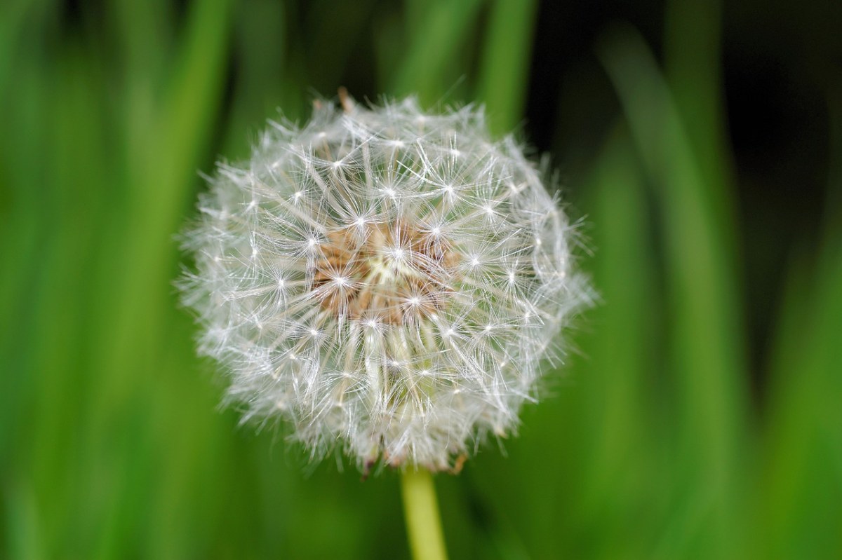 蒲公英、开花、夏季免费图片