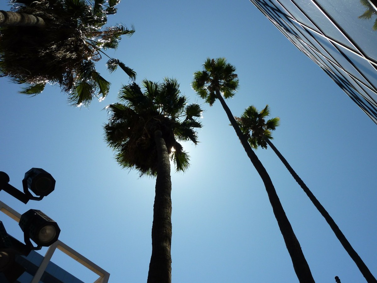 棕榈树、洛杉矶、好莱坞免费图片
