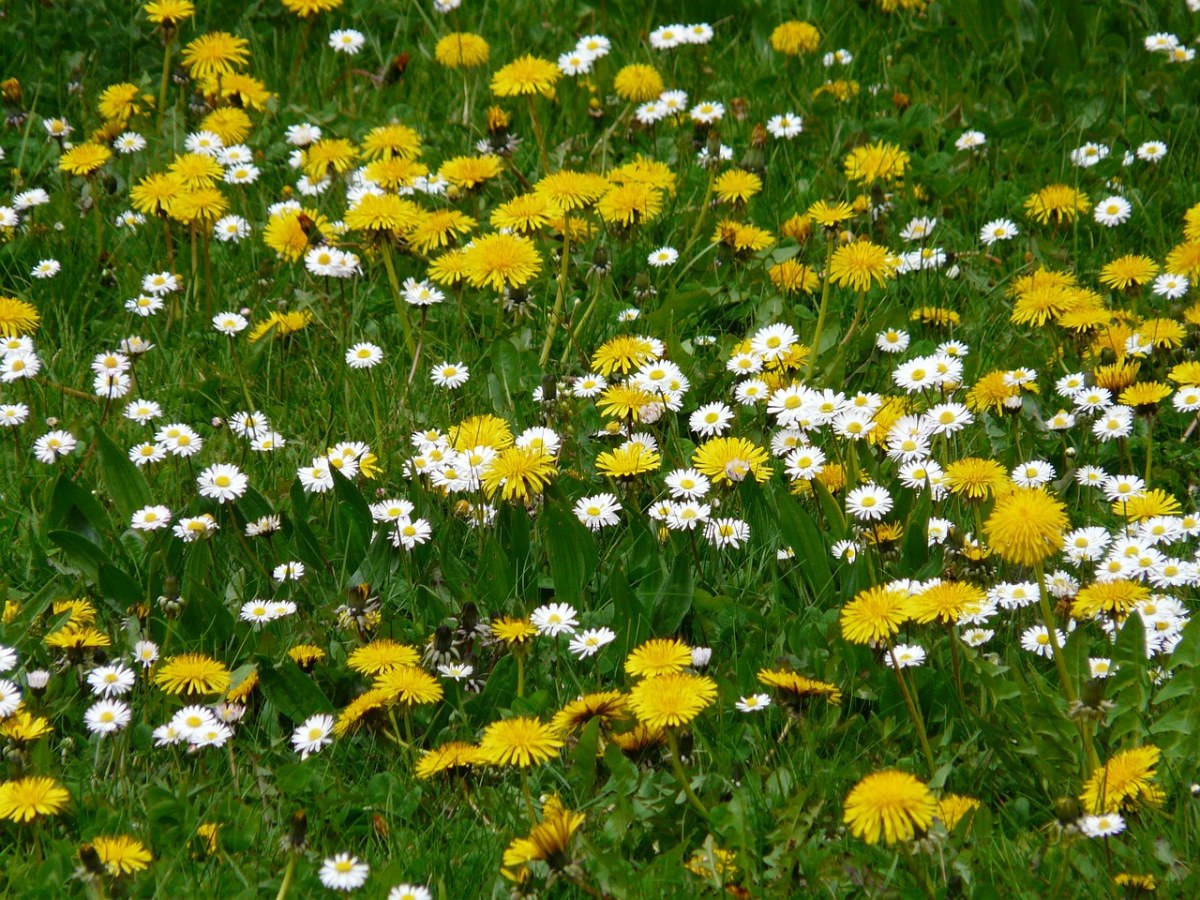 草地、雏菊、蒲公英免费图片