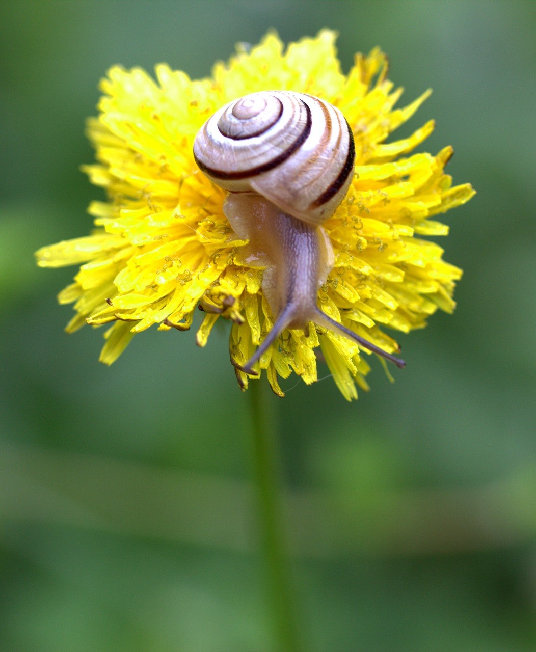 蜗牛、蒲公英、黄色免费图片