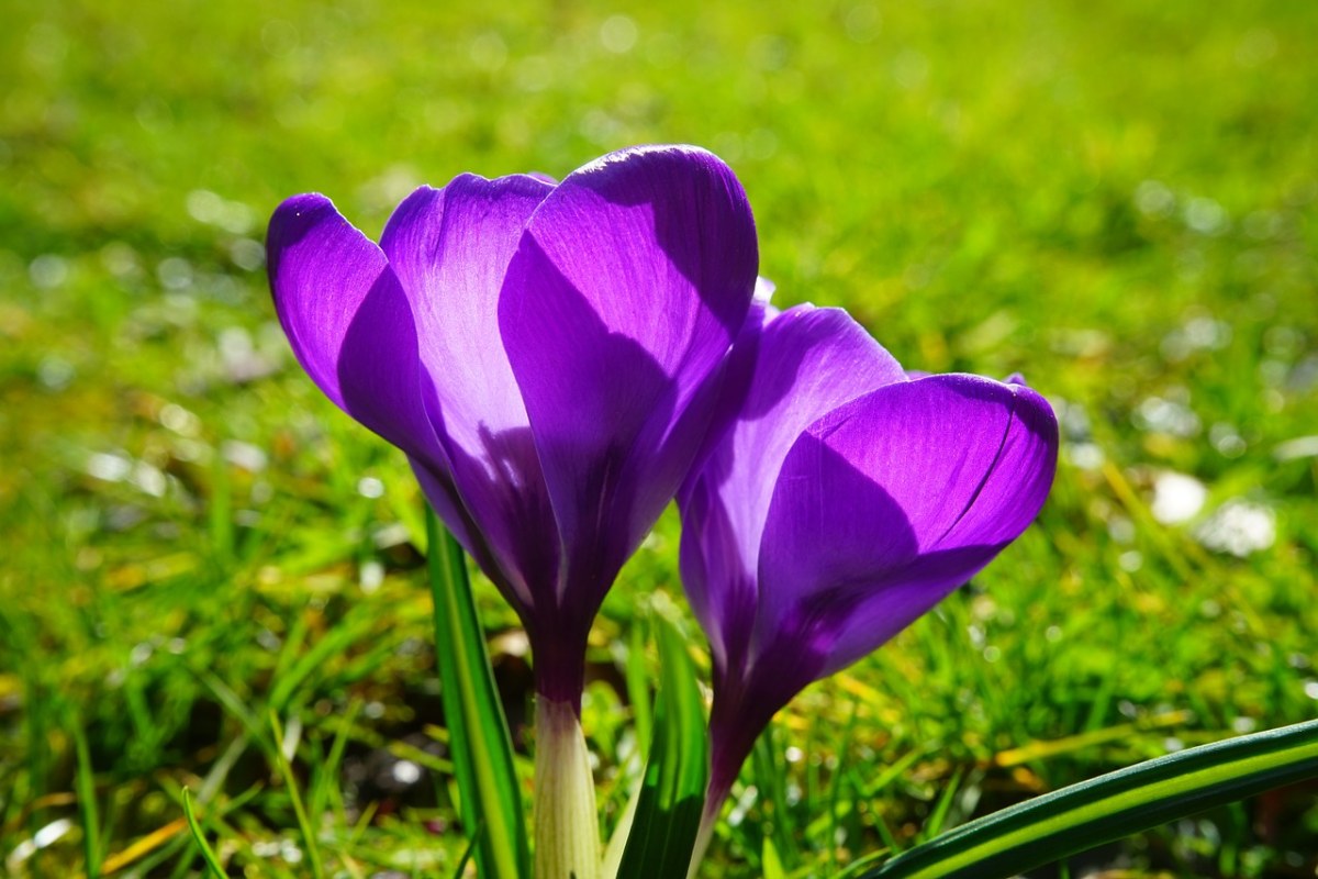 紫色的番红花免费图片