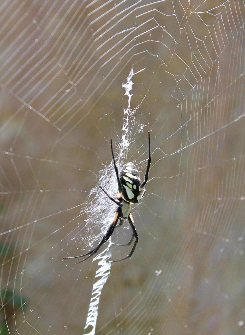 蜘蛛,蛛网,arachnophobia