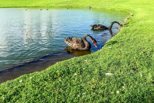 黑天鹅、池、水