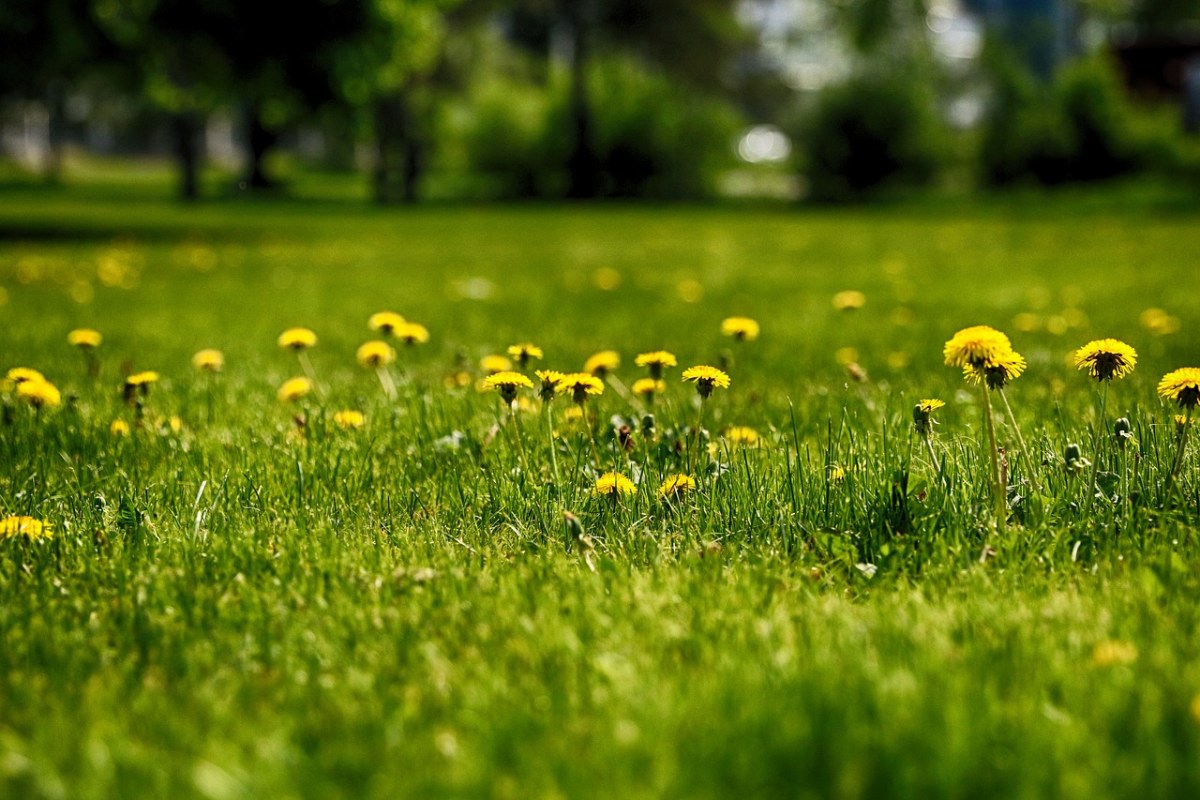 草、蒲公英、自然免费图片