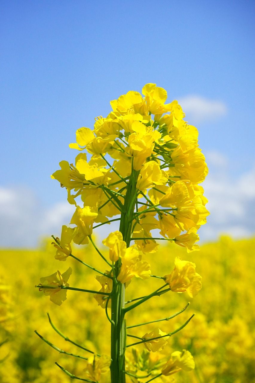 油菜花微信图片图片