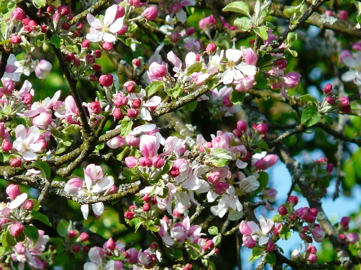 蘋果樹開花,蘋果花,開花