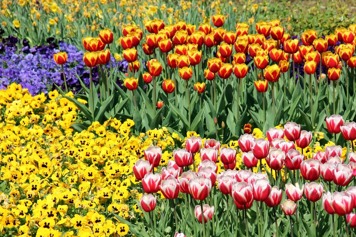 鲜花、植物、郁金香免费图片