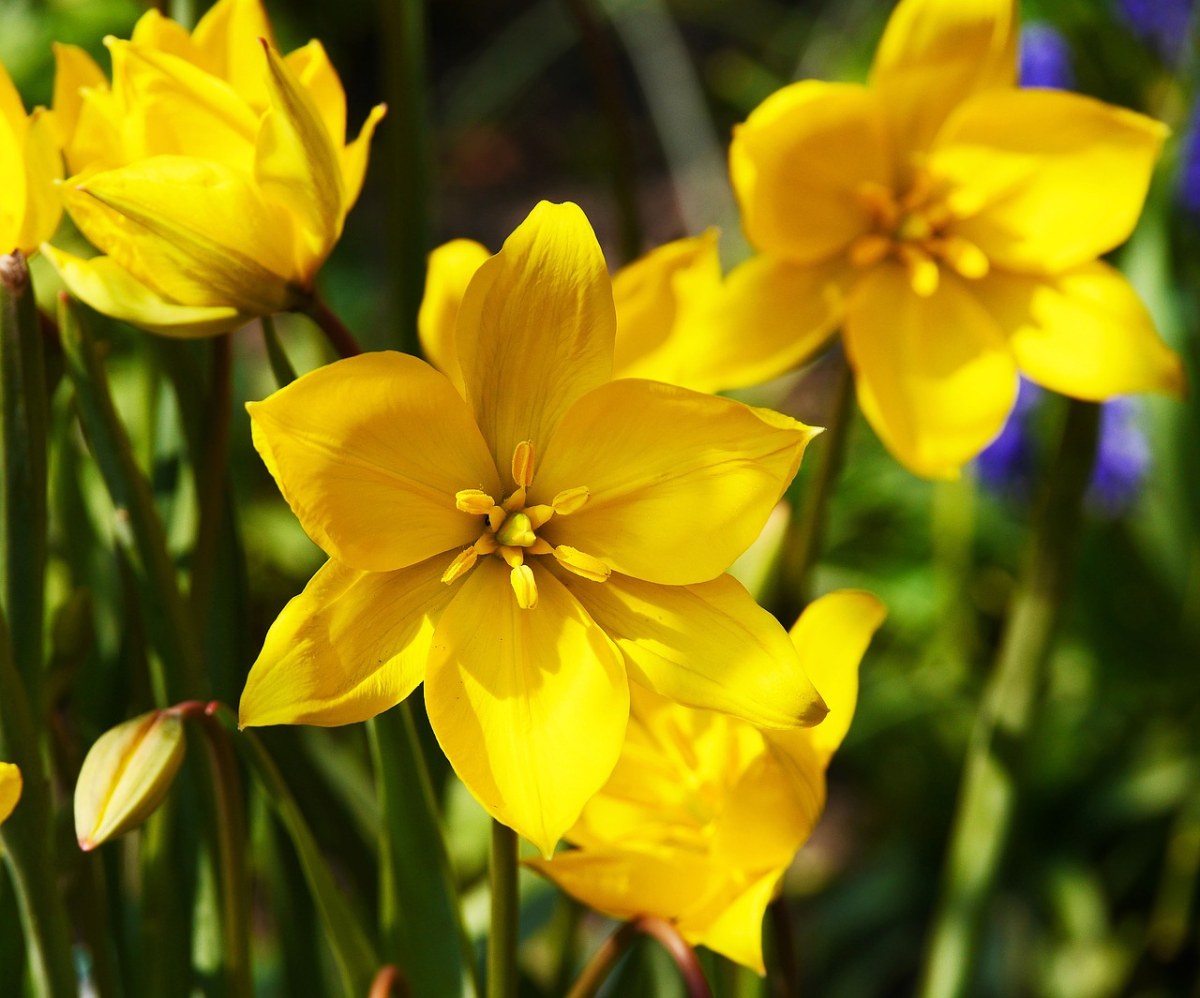 阳光下盛开的黄郁金香花免费图片