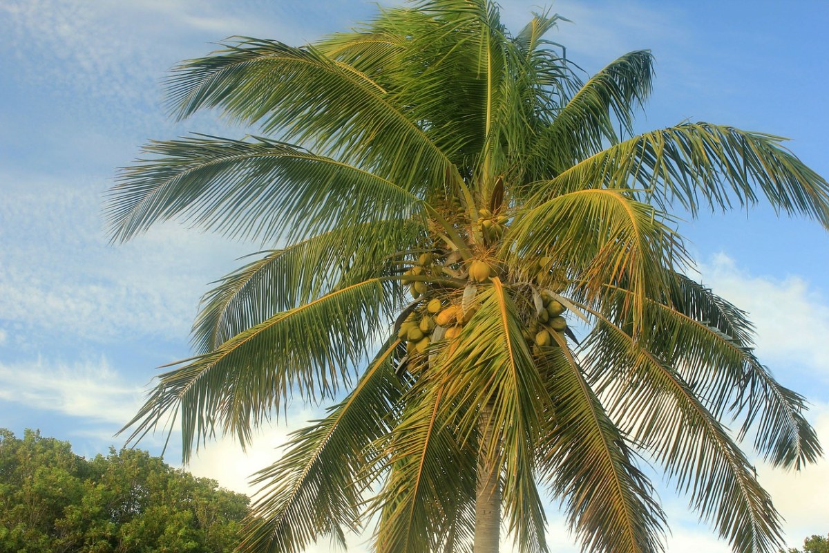 Ҭ,, - ͼƬ - cc0.cn