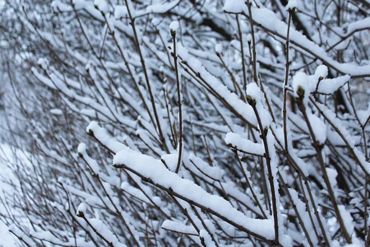 雪、雪花、冬天免费图片