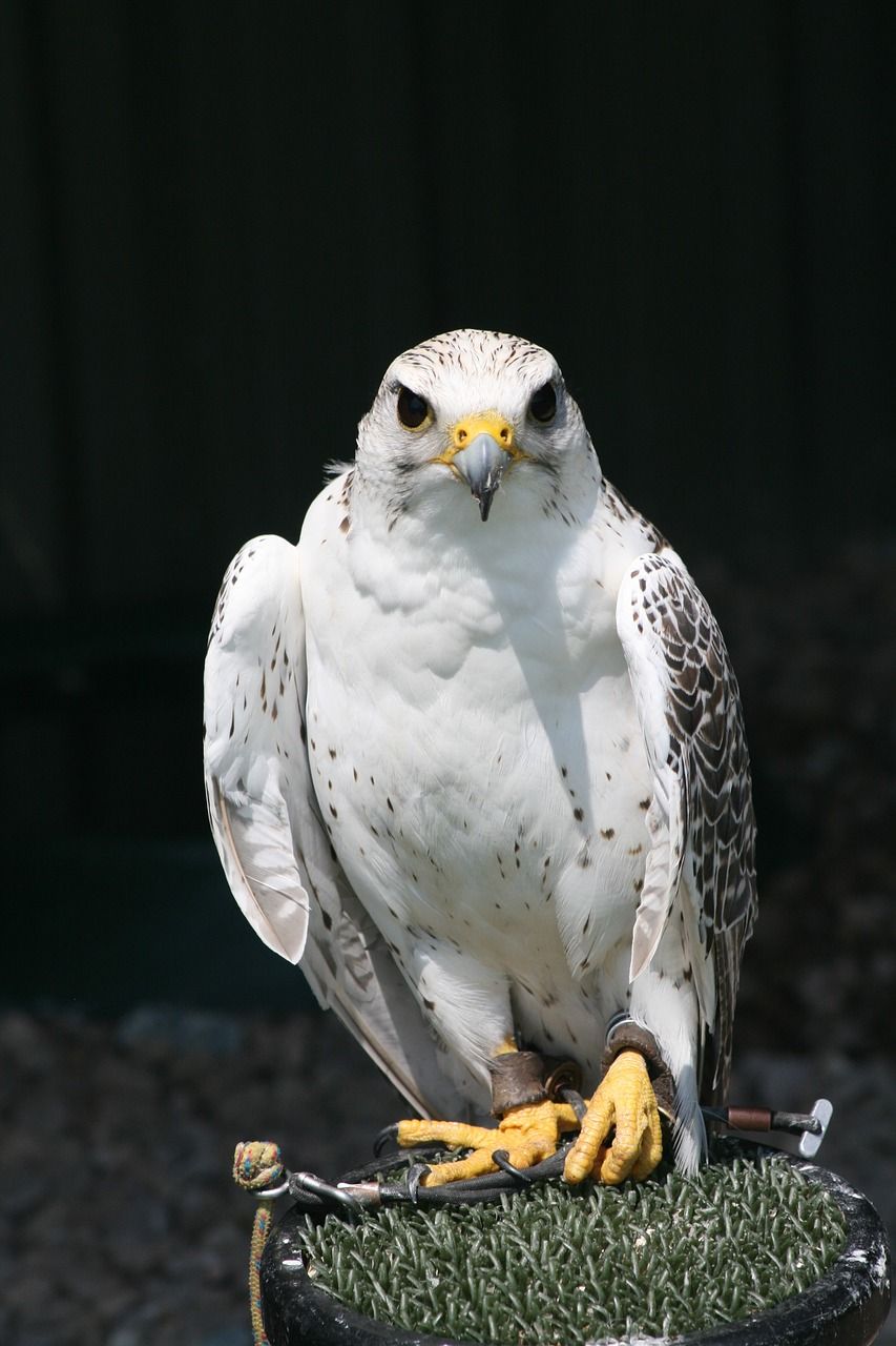 猛禽鳥,獵物,鳥嘴