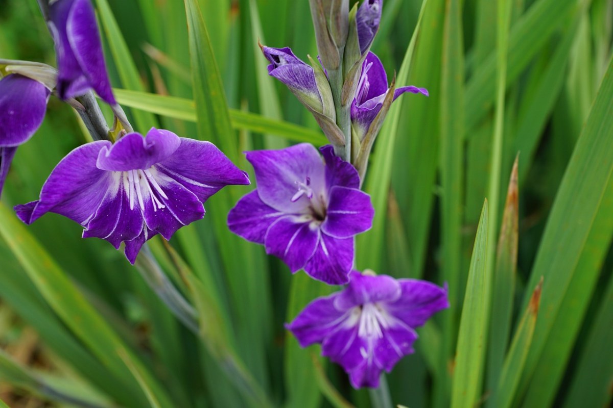 唐菖蒲,鲜花,紫
