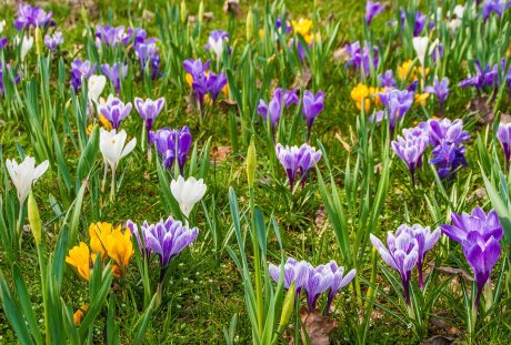 鲜花、藏红花、早布卢默