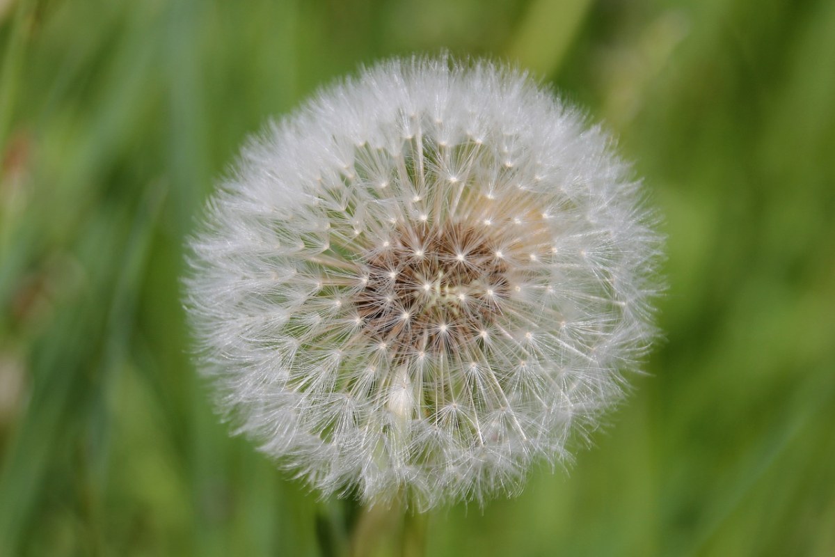 蒲公英、开花、性质免费图片