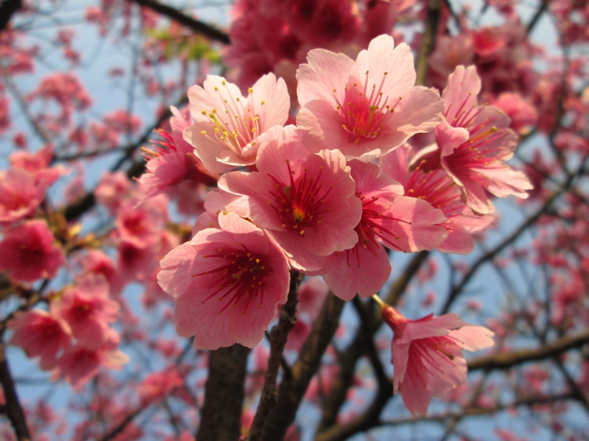 观赏樱花免费图片