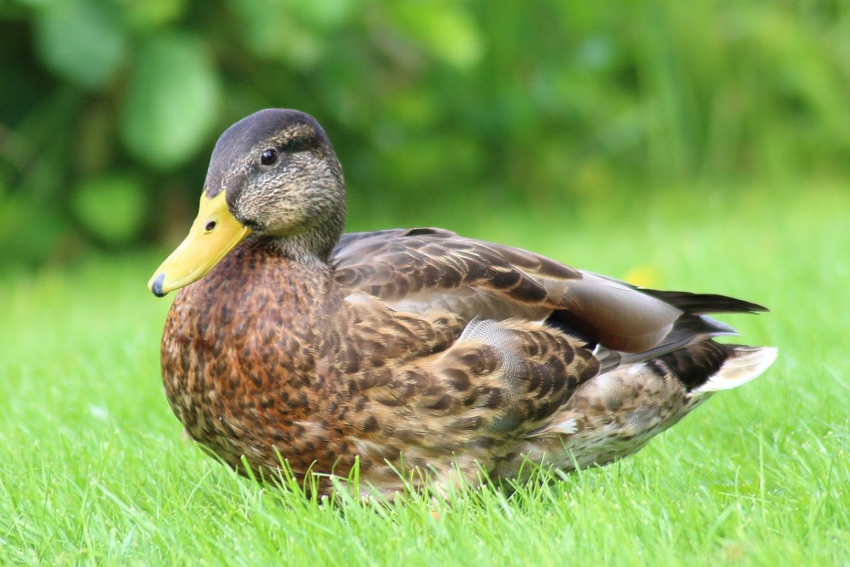 草地上的一只野鸭免费图片