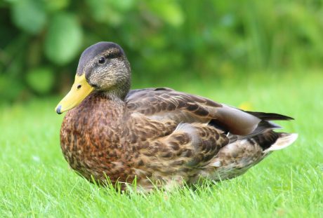 草地上的一只野鸭